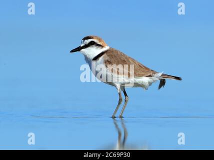 Adulte mâle Kentish Plover (Charadrius alexandrinus) debout sur la plage à Hyères en France. Banque D'Images