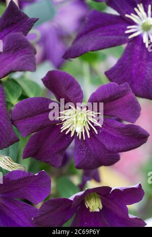 Clematis 'Romantika'. Clématis à grandes fleurs tardives. Banque D'Images