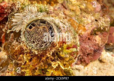 Le grand coral escargot ver ou shell, Serpulorbis grandis, vit dans un tube placé en bas et se nourrit en capturant le plancton dans un filet visqueux il pro Banque D'Images