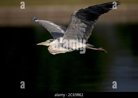 Héron cendré (Ardea cinerea) Banque D'Images