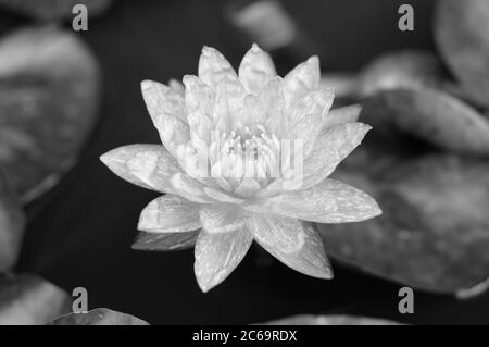 Un nénuphar à motifs (en monochrome) Banque D'Images