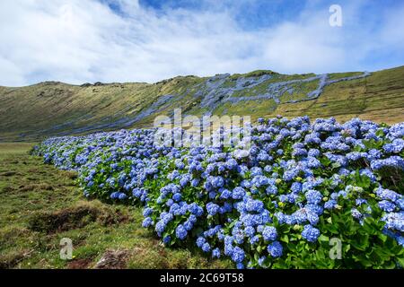 L'hortensia sauvage a été épicée sur les collines de l'île des Açores, au Portugal Banque D'Images