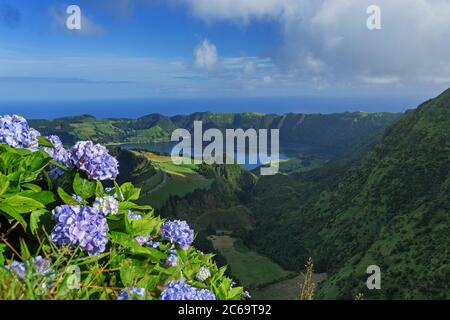 Des hortensias sauvages fleurissent au-dessus du lac des sept villes, île des Açores, Portugal Banque D'Images