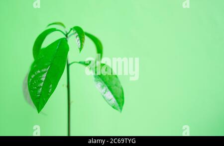 Jeune plante d'avocat sur un fond vert.copyspace pour le texte. Banque D'Images