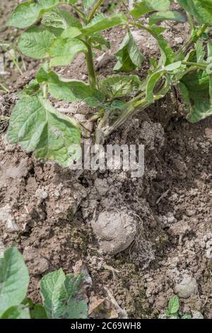 Grand angle de tubercules de pomme de terre exposés après le lavage de la récolte et l'érosion du sol dans la culture de pommes de terre de Cornwall. Pour les intempéries, les conditions défavorables, les fortes pluies. Banque D'Images