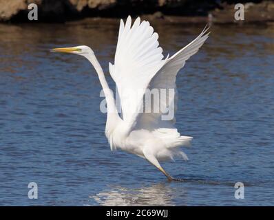 Grand Egret blanc, Ardea Alba, décollage avec des ailes débordés de l'eau sur UN marais. Prise à Lodmoor UK Banque D'Images