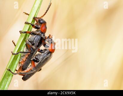 Paire de coléoptères de soldat, Cantharis rustica, sur UNE tige de gazon contre UN fond de graminées diffuses. Prise à Stanpit Marsh Royaume-Uni Banque D'Images