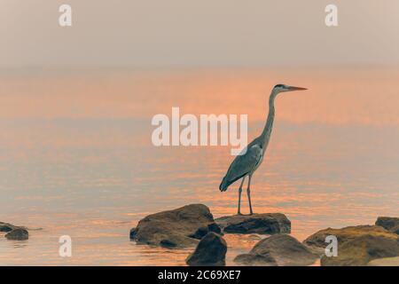 Héron gris pêchant sur des rochers au-dessus de l'eau de mer calme. Portrait d'oiseau sauvage Banque D'Images