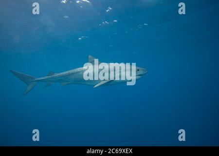 Requin tigre, Galeocerdo cuvier, Hawaï. Banque D'Images