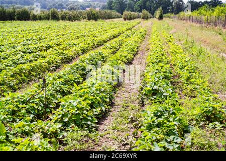 Monoculture de paysage Strawberry Plant Field Growth Farm Banque D'Images