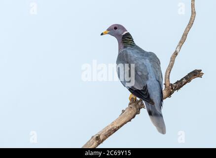 Pigeon adulte à queue de bande (Patagioenas fasciata) dans le comté de Santa Barbara, Californie, États-Unis. Banque D'Images