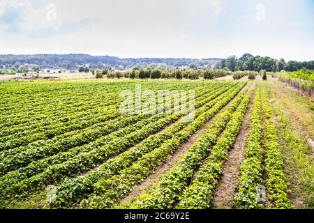 Monoculture de paysage Strawberry Plant Field Growth Farm Banque D'Images