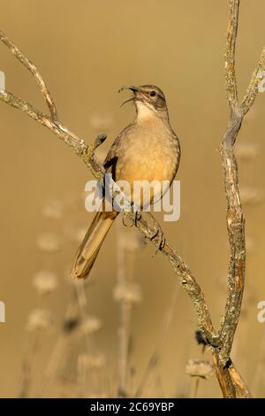 Thrasher adulte de Californie (Toxostoma redivivum) perchée dans un brousse bas dans le comté de Santa Barbara, Californie, États-Unis. Banque D'Images