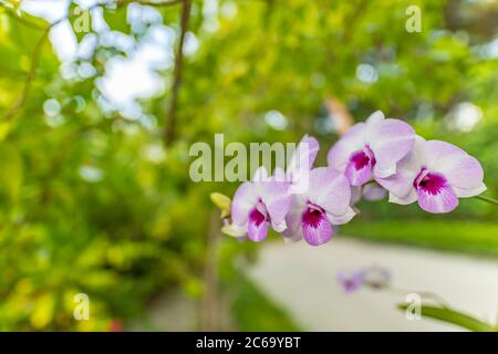 Belle fleur d'orchidées fleurir à la saison des pluies, flou tropical fond de nature. Motif floral exotique avec une mise au point douce Banque D'Images