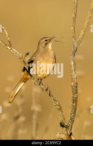 Thrasher adulte de Californie (Toxostoma redivivum) perchée dans un brousse bas dans le comté de Santa Barbara, Californie, États-Unis. Banque D'Images