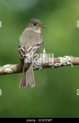 Bois de l'Est adultes Pewee (Contopus virens) perché sur une branche dans le Comté de Galveston, Texas, USA, au cours de la migration printanière. Banque D'Images