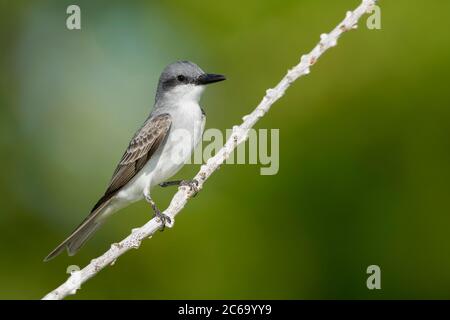 Oiseau gris adulte (Tyrannus dominicensis) dans le comté de Miami-Dade, Floride, États-Unis. Banque D'Images