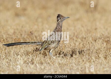 Adulte Grand Roadrunner, Geococcyx californianus) debout sur le sol dans un champ aride du comté de Riverside, Californie, États-Unis. Vue de côté. Banque D'Images