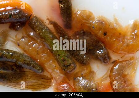 Larves d'insectes et crevettes mangées par la truite brune d'eau douce dans le Loch Orkney Banque D'Images