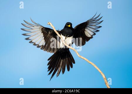 Magpie à bec jaune pour adultes (Pica nutalli) à Santa Barbara Co., Californie, États-Unis. Atterrissage sur une branche. Banque D'Images