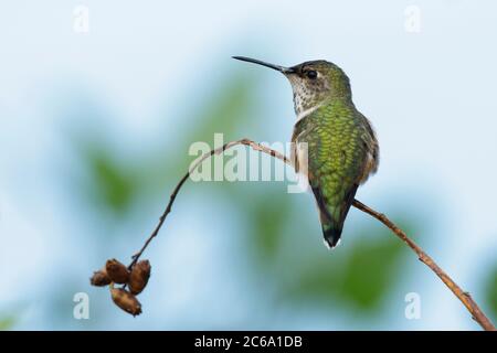 Colibri d'Allen (Sélasphorus sasin) femelle adulte perchée sur une branche à la fin de l'automne. Los Angeles Co., Californie, États-Unis. Banque D'Images