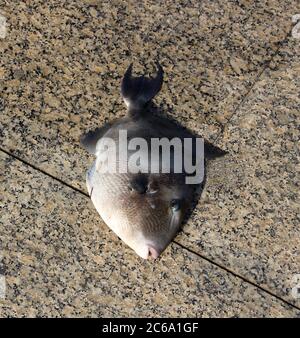 Un poisson-gâchette gris Balistes capriscus pêché tôt le matin pêche à la canne et à la ligne dans la baie de Santander Cantabria Espagne Banque D'Images