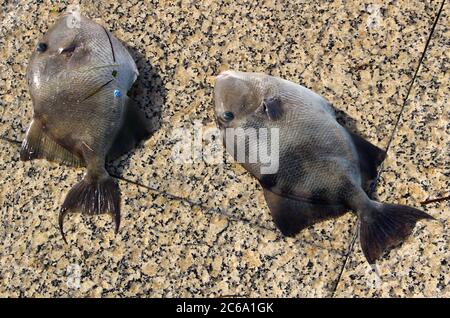 Deux gris balistes capriscus pêchés tôt le matin pêche à la canne et à la ligne dans la baie de Santander Cantabria Espagne Banque D'Images