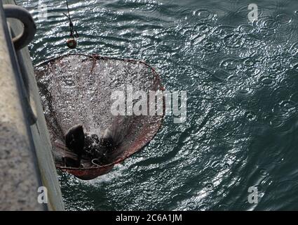 Pêché gris balistes capriscus se battant dans un filet de pêche tôt le matin avec canne et ligne dans la baie de Santander Cantabria Espagne Banque D'Images