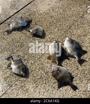 6 gris balistes capriscus pêche matinale à la canne et à la ligne dans la baie de Santander Cantabria Espagne Banque D'Images