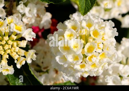 Blanc avec centre jaune Lantana camara fleurs avec une odeur tutti frutti et connu pour être toxique pour le bétail Banque D'Images