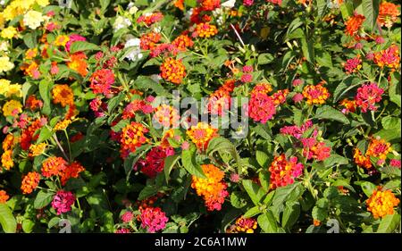 Lantana camara fleurit avec une odeur tutti frutti et est connu pour être toxique pour le bétail Banque D'Images