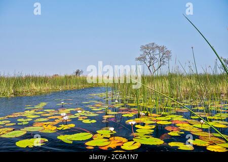 Paysage des zones humides, delta de l'Okavango, Botswana, Afrique Banque D'Images