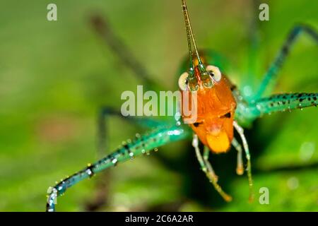 Grasshopper tropical, Forêt tropicale, Parc national de Marino Ballena, Uvita de Osa, Puntarenas, Costa Rica, Amérique centrale, Amérique Banque D'Images