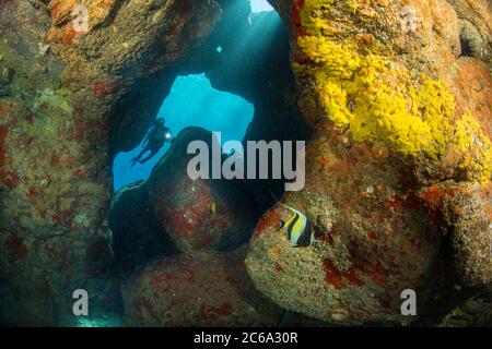 Un plongeur (MR) explorant la côte convoluée de la Grande île, Hawaï. Une éponge jaune entrure le mur et une idole mauresque est au premier plan. Banque D'Images