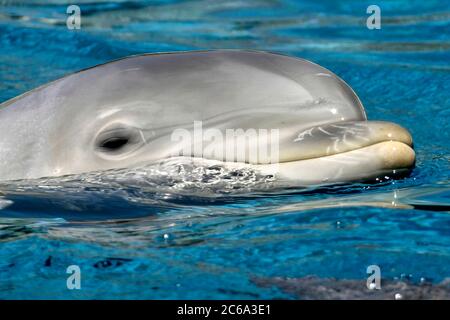 Dauphin à bottlenose, dauphin à bottlenose de l'Atlantique, Tursiops truncatus Banque D'Images