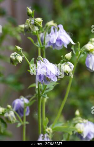 Bleu pâle Aquilegia vulgaris dans un jardin de chalet. Banque D'Images