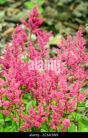 Rose Astilbe 'Astary Rosa' petite plante Banque D'Images