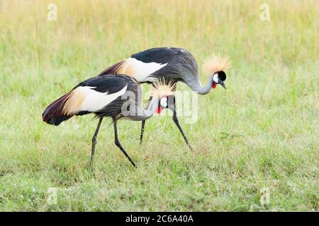 Paire de grues à couronne grise (Balearia regulorum) fourragent sur de l'herbe courte au Kenya. Banque D'Images