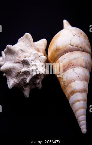 Coques d'escargot de formes et de tailles différentes et de couleurs différentes avec fond noir. Banque D'Images