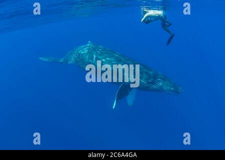 Un photographe (MR) se fait la queue d'une curieuse baleine à bosse, Megaptera novaeangliae, Hawaii. Banque D'Images