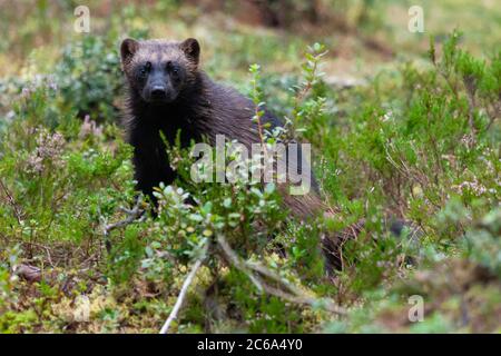 Wolverine (Gulo gulo) debout dans des buissons de la forêt taïga du nord de la Finlande. Banque D'Images