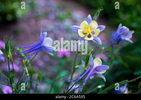 Violette fleur bleu bluebell aquilegia, ancolie, bassin. Banque D'Images