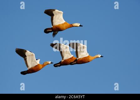 Ruddy Shelduck (Tadorna ferruginea) en vol, petit troupeau de quatre oiseaux. Banque D'Images