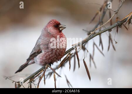 Grand Rosefinch (Carpodacus rubicilla kobdensis) mâle hivernant perchée dans un arbre autour du lac Baikal en Russie. Banque D'Images