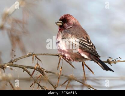 Grand Rosefinch (Carpodacus rubicilla kobdensis) mâle hivernant perchée dans un arbre autour du lac Baikal en Russie. Banque D'Images