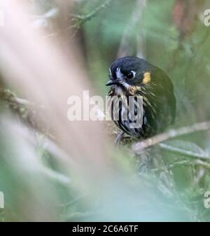 Antipitta à face de croissant (Grallaricula lineifrons) perchée dans le sous-étage de la forêt pluviale montagnarde équatorienne. Banque D'Images