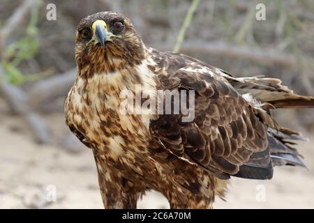 Buse de Galapagos (Buteo galapagoensis) sur les îles de Galapagos, en Équateur. Regarder au loin. Banque D'Images