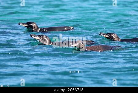 Quatre pingouins Galapagos (Spheniscus mendiculus) nageant en mer au large des îles Galapagos, en Équateur. Banque D'Images