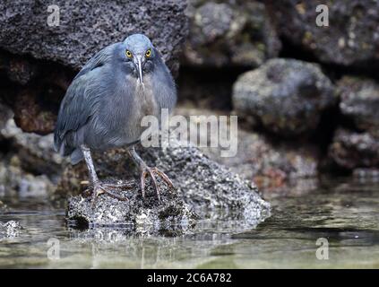 Heron de lave (Butorides sundevalli), également connu sous le nom de Héron de Galápagos, sur les îles de Galapagos, en Équateur. Pêche sur la rive. Banque D'Images