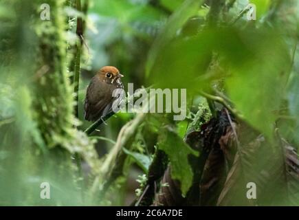 Antpitta péruvienne (Grallaricula peruviana) perchée dans un sous-étage de forêt montagnarde tropicale humide équatorienne sur la pente est des Andes. Banque D'Images